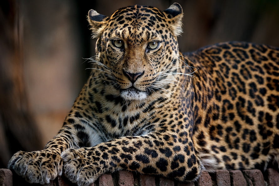 Close-up portrait of a leopard resting on a wooden fence with intense gaze HD wallpaper