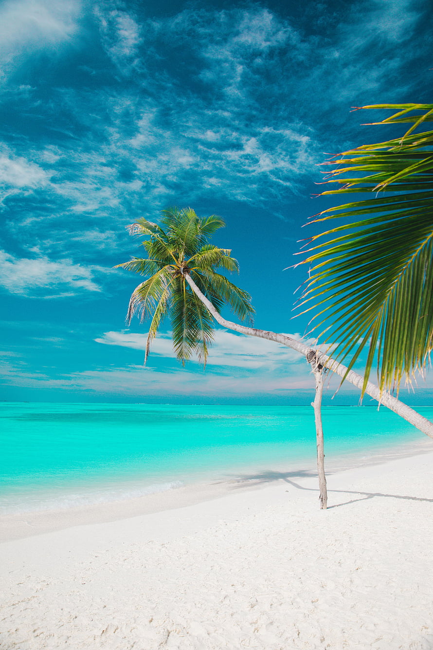 Tropical Paradise Beach with Leaning Palm Tree and Turquoise Ocean HD phone wallpaper