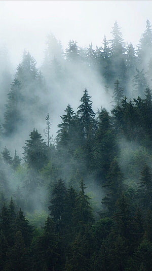 Misty Pine Forest Landscape With Foggy Trees And Ethereal Atmosphere HD phone wallpaper