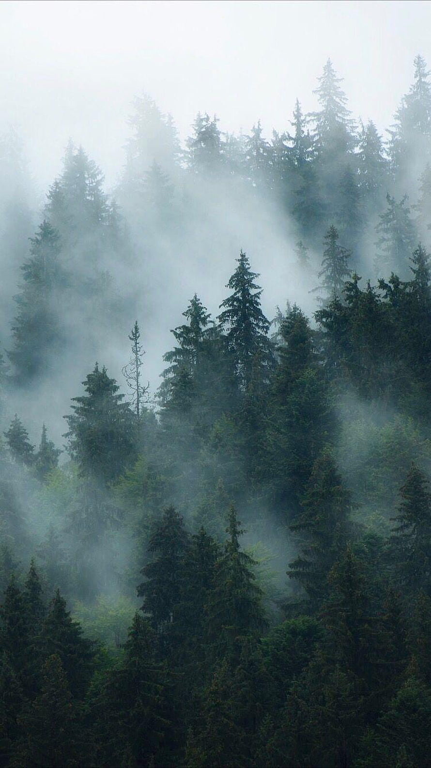 Misty Pine Forest Landscape With Foggy Trees And Ethereal Atmosphere HD phone wallpaper
