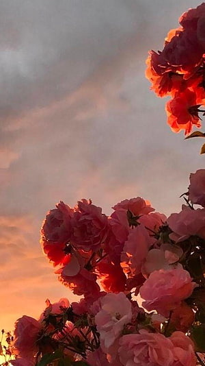 Pink Rose Bush Silhouetted Against a Warm Sunset Sky HD phone wallpaper