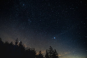 Starry Night Sky Over Silhouetted Pine Trees HD wallpaper