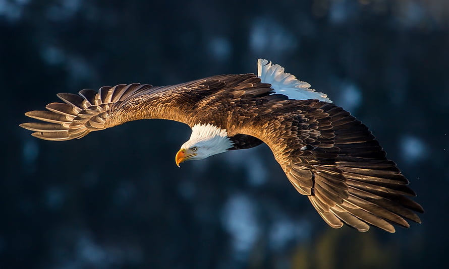 Majestic Bald Eagle Soaring Through Dark Forest Canopy With Wings Fully Extended HD wallpaper