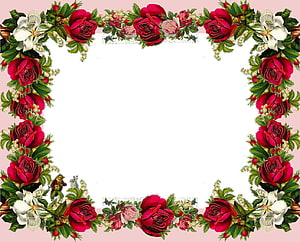 Vintage Rose Floral Frame with White Blossoms and Green Foliage on Pink Background HD wallpaper