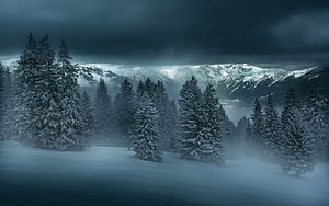Moody Winter Forest Landscape with Snowy Pines and Misty Mountain Peaks HD wallpaper