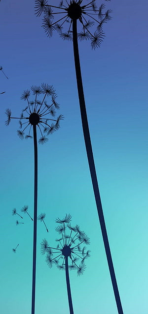 Silhouette of Dandelion Seeds Blowing in the Wind Against a Blue Sky HD phone wallpaper