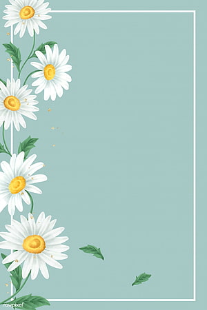 Elegant White Daisies on Mint Green Background with White Border HD phone wallpaper