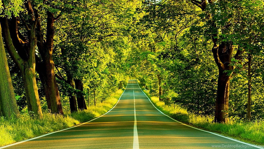 Serene Forest Road With Lush Green Trees And Sunlight HD wallpaper