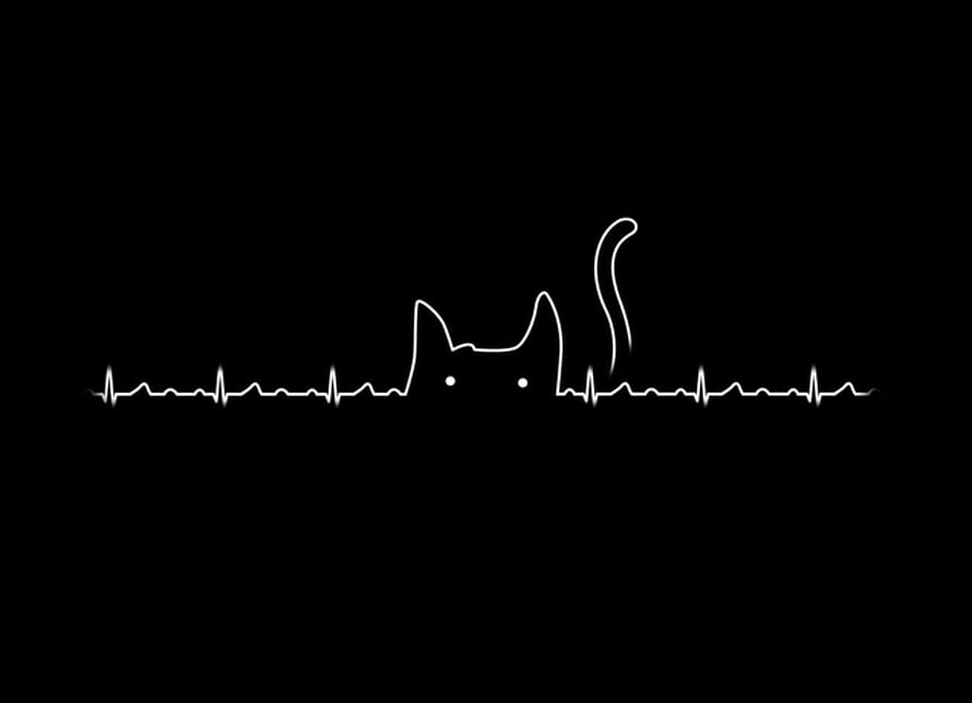 Minimalist Cat Heartbeat Line Art Wallpaper HD wallpaper