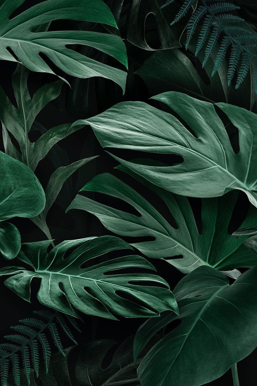 Dark Tropical Monstera Leaves and Ferns Wallpaper HD phone wallpaper