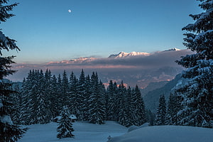 Snowy Evergreen Forest at Dusk with Distant Mountain Range and Crescent Moon HD wallpaper