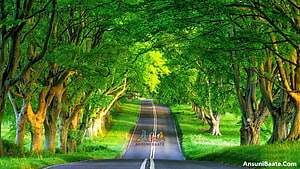 Serene Tree-Lined Country Road with Lush Green Canopy and Sunlit Path HD wallpaper