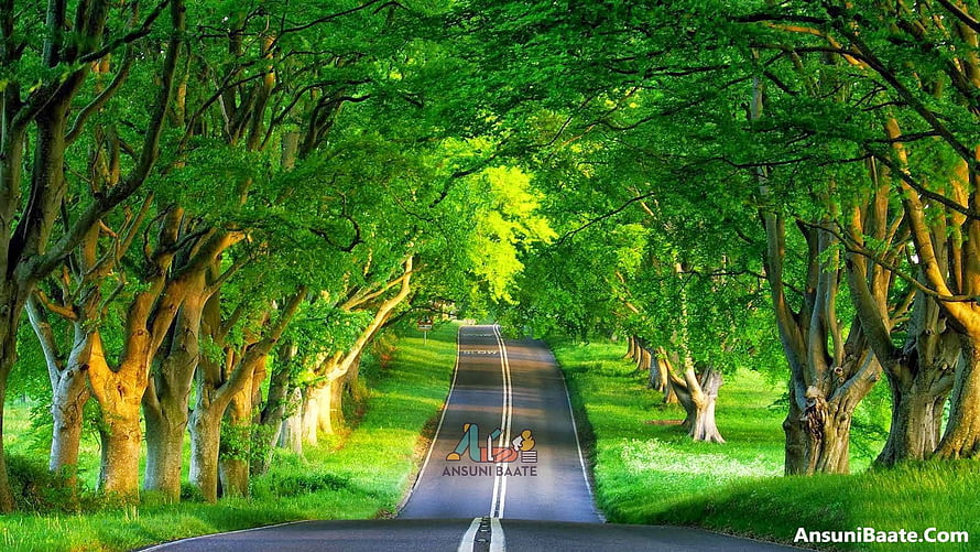 Serene Tree-Lined Country Road with Lush Green Canopy and Sunlit Path HD wallpaper