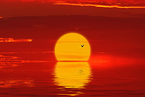 Vibrant Red Sunset Over Calm Ocean With Flying Bird Silhouette HD wallpaper
