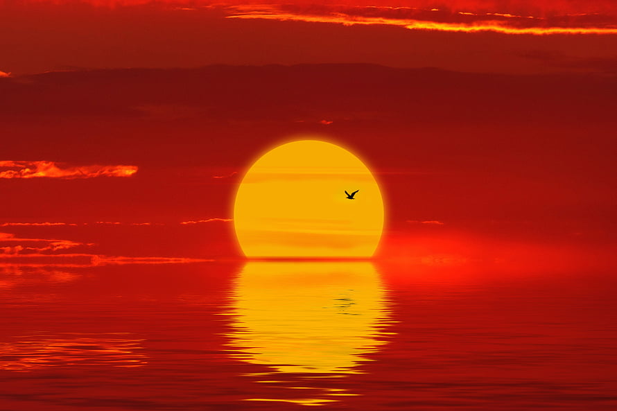 Vibrant Red Sunset Over Calm Ocean With Flying Bird Silhouette HD wallpaper