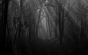 Misty Dark Forest Path with Tall Trees and Eerie Atmosphere HD wallpaper