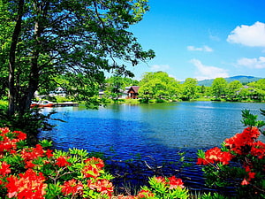 Vibrant Red Azaleas Framing a Serene Blue Lake with Lush Green Trees and Distant Hills HD wallpaper
