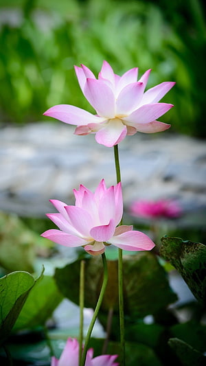 Delicate Pink Lotus Flowers Blooming in a Serene Garden Pond HD phone wallpaper