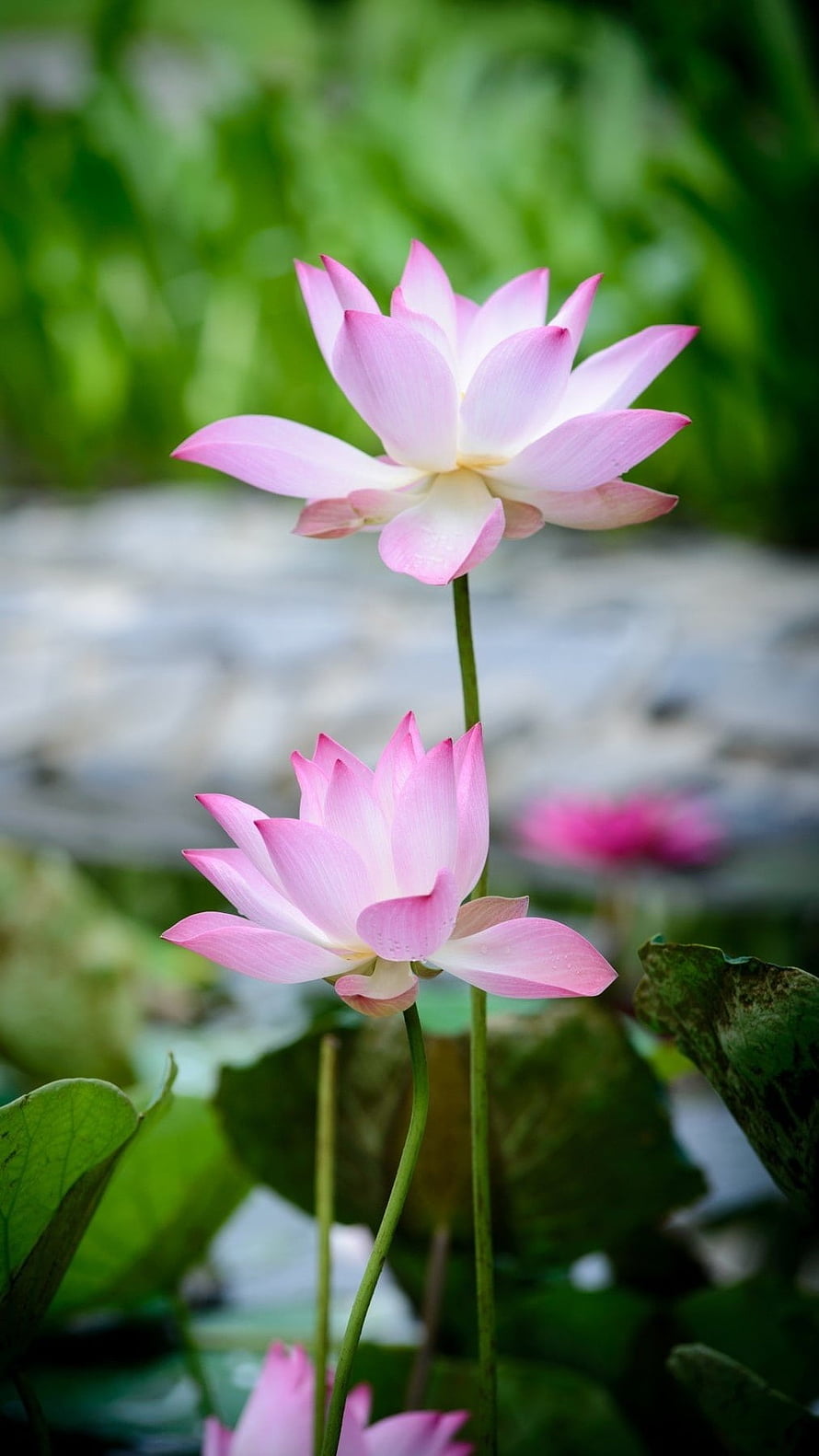 Delicate Pink Lotus Flowers Blooming in a Serene Garden Pond HD phone wallpaper
