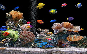 Vibrant Tropical Reef Aquarium With Colorful Fish And Coral Formations HD wallpaper
