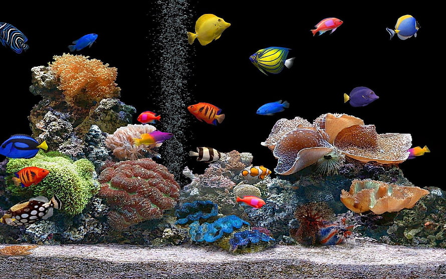 Vibrant Tropical Reef Aquarium With Colorful Fish And Coral Formations HD wallpaper