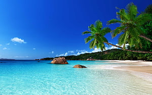 Tropical Island Beach with Turquoise Water, White Sand, and Leaning Palm Trees Under a Clear Blue Sky HD wallpaper