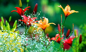 Vibrant Red and Orange Lilies with Baby's Breath in a Lush Spring Garden HD wallpaper