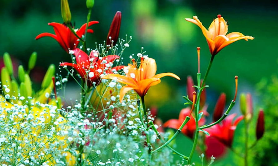 Vibrant Red and Orange Lilies with Baby's Breath in a Lush Spring Garden HD wallpaper