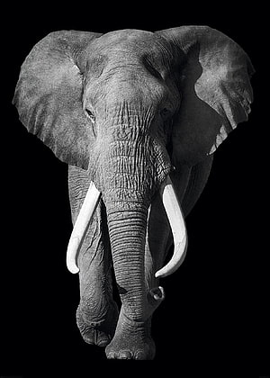African Elephant Portrait with Prominent Tusks on Black Background HD phone wallpaper