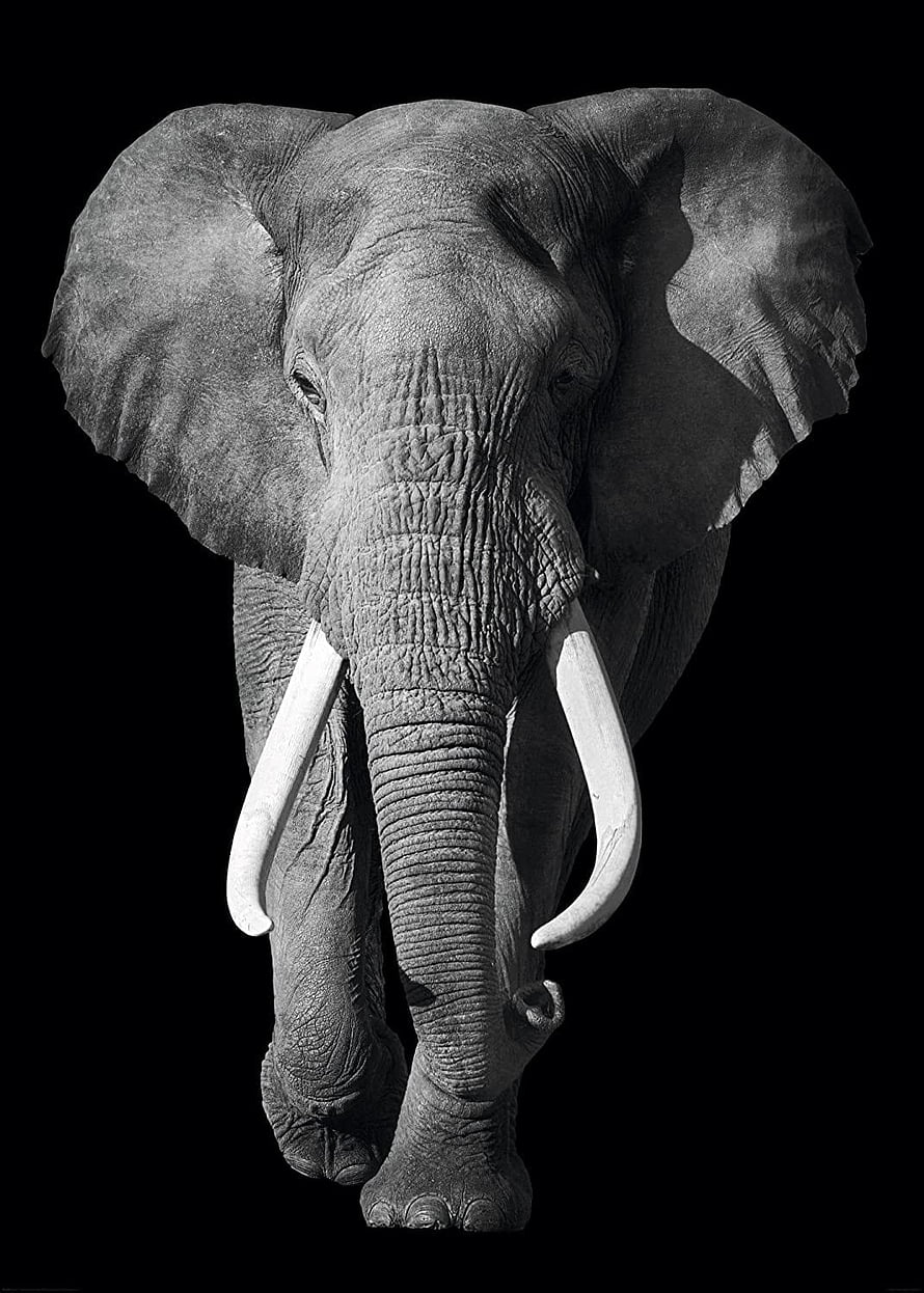 African Elephant Portrait with Prominent Tusks on Black Background HD phone wallpaper