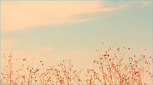 Delicate Wildflowers Against a Soft Peach and Blue Gradient Sky HD wallpaper