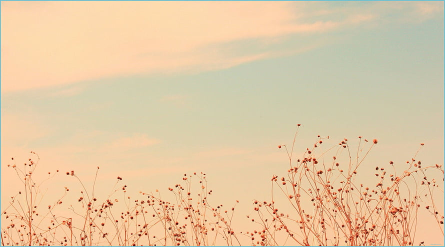 Delicate Wildflowers Against a Soft Peach and Blue Gradient Sky HD wallpaper