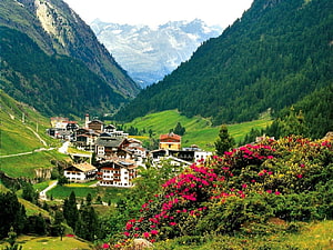 Alpine village nestled in a lush green valley with vibrant pink flowers and snow-capped peaks in the distance HD wallpaper