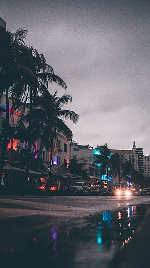 Moody Miami Street Scene with Palm Trees and Neon Reflections in Rain HD phone wallpaper