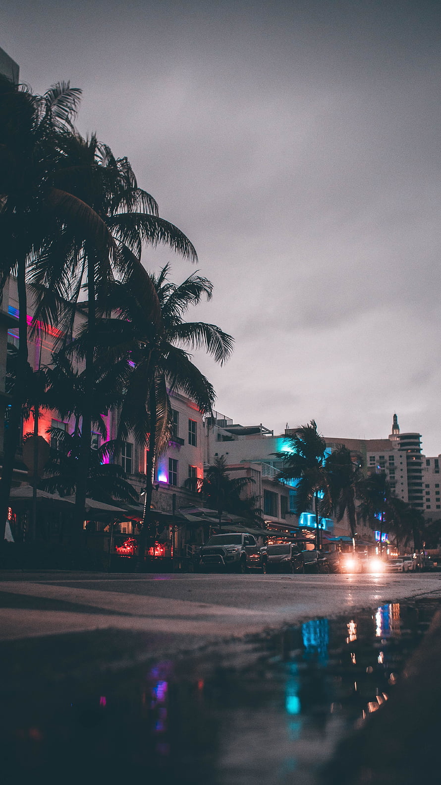 Moody Miami Street Scene with Palm Trees and Neon Reflections in Rain HD phone wallpaper