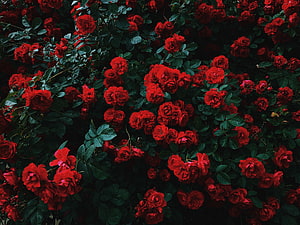 Vibrant Red Roses in Full Bloom Amidst Dark Green Foliage HD wallpaper