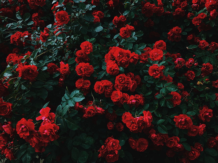 Vibrant Red Roses in Full Bloom Amidst Dark Green Foliage HD wallpaper