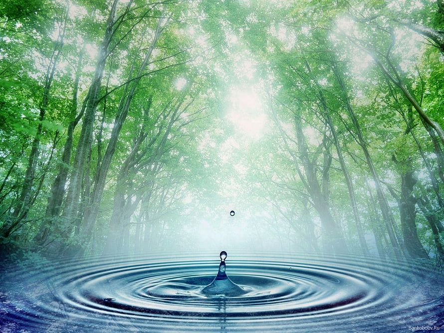 Misty Forest Water Droplet Ripples in Sunlit Green Canopy HD wallpaper