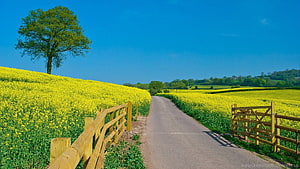 Rural Country Lane Flanked by Vibrant Yellow Flower Fields and Wooden Fences HD wallpaper