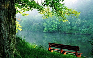 Serene Misty Lake View With Wooden Bench And Lush Green Forest HD wallpaper