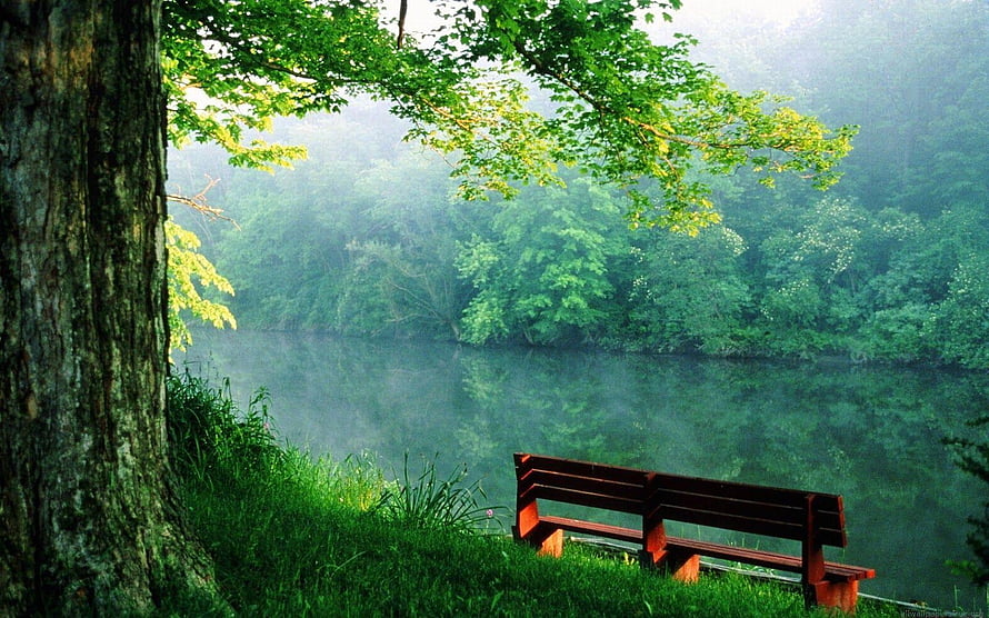 Serene Misty Lake View With Wooden Bench And Lush Green Forest HD wallpaper