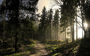 Sunlit Forest Path Winding Through Tall Pine Trees in Morning Mist HD wallpaper