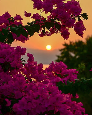 Vibrant Purple Bougainvillea Flowers Silhouetted Against a Golden Sunset Horizon HD phone wallpaper
