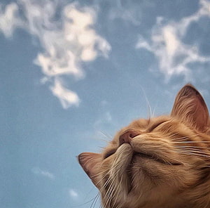 Relaxed Orange Tabby Cat Looking Up At Blue Sky With White Clouds HD wallpaper