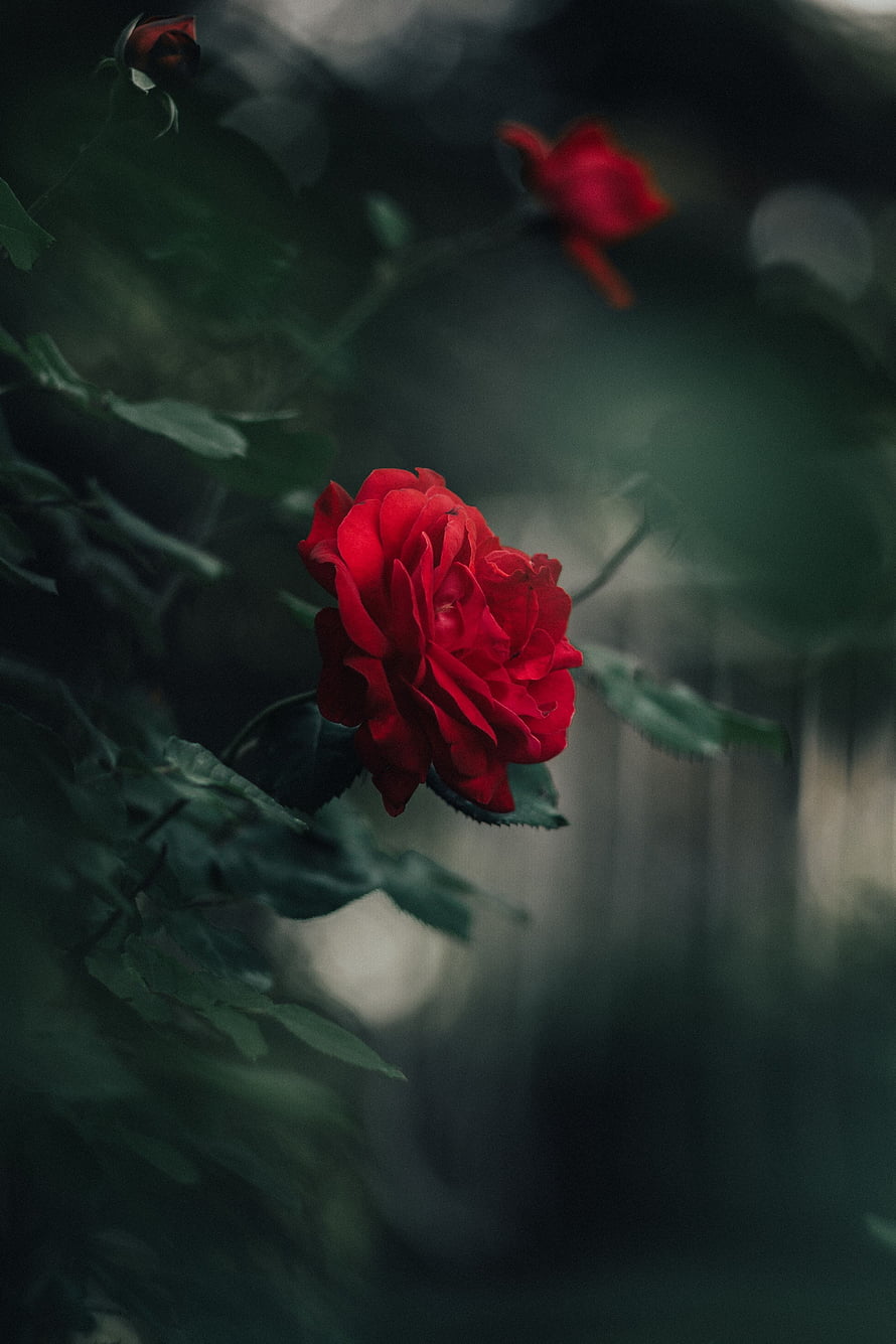 Vibrant red rose in full bloom against a dark, moody garden background with soft bokeh HD phone wallpaper