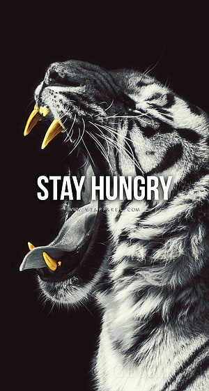Stay Hungry Tiger Roar Motivational Quote Black Background HD phone wallpaper