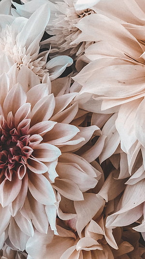 Soft Blush Dahlia Petals in a Delicate Floral Arrangement HD phone wallpaper