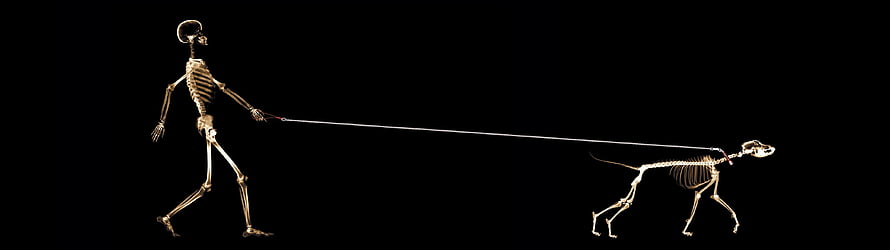 Human and Dog Skeletons Walking on a Leash Against Black Background, 20 Amazing Dual Screen Monitor [] for your , Mobile & Tablet. Explore for 3 Monitors. 3 Monitor , 5760 x 1080 Triple Monitor , Multi Monitor 3 Screens, Dog Dual Screen HD wallpaper