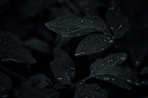 Dark Leaves Aesthetic with Water Droplets on a Black Background HD wallpaper