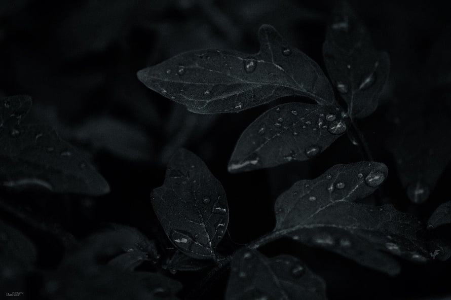 Dark Leaves Aesthetic with Water Droplets on a Black Background HD wallpaper